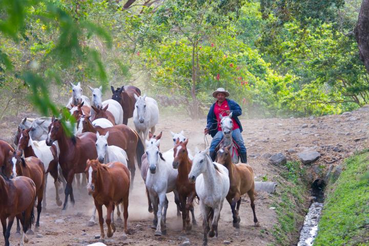 Cowboy for a Day tour