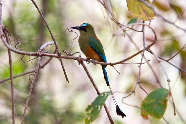 Silvester birds