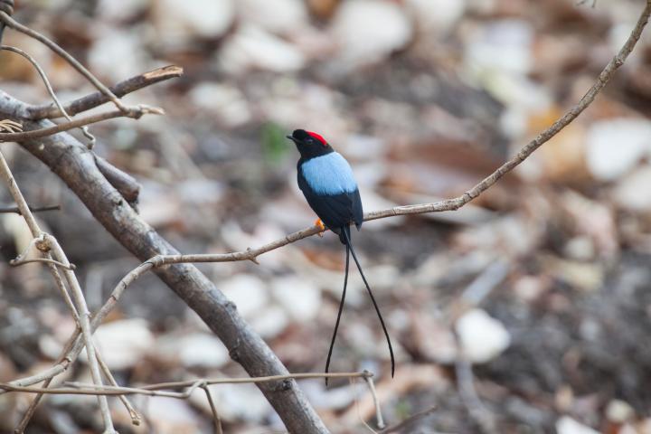 Natures-symphony-birdwatching-at-hacienda-guachipelin