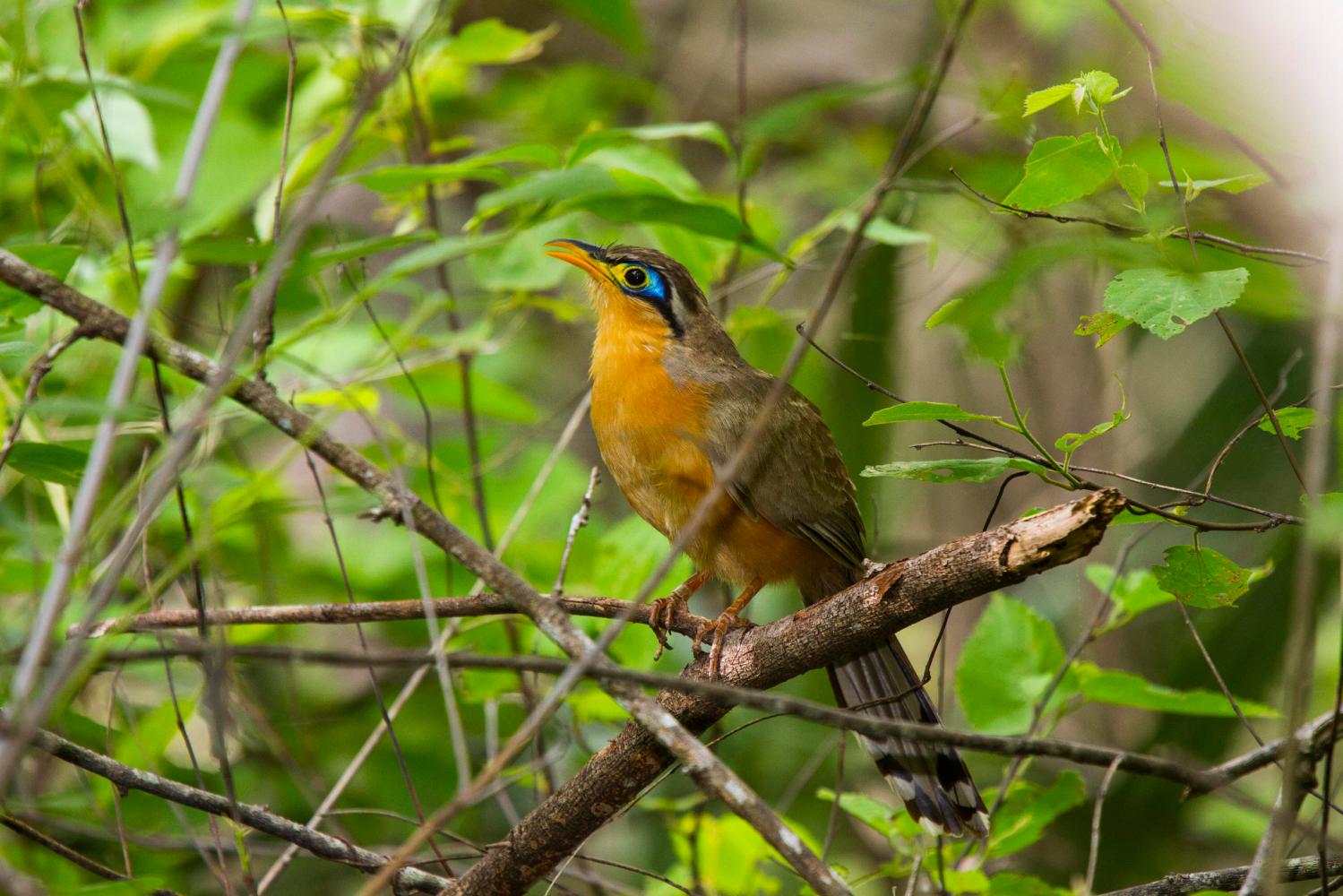 embracing-guanacastes-dry-season-the-beauty-of-the-tropical-dry-forest